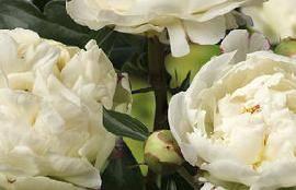 Paeonia Kelway's Glorious (1909) Color: Pure white One of the best
