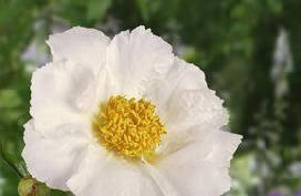 Paeonia Krinkled White (1928) Flower type: Single Color: Clear white