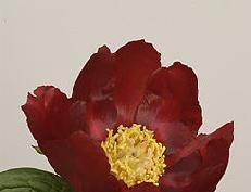 Color: Dark red Class: Hybrid - mid Large flowers of mahogany color.