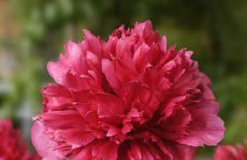 bomb Color: Red Class: Hybrid - mid Excellent bomb shaped flower.