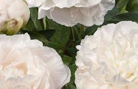Paeonia Mothers Choice (1950) Color: Champagne - white This beautiful peony has