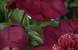 Grand Champion Paeonia Nick Shaylor (1931) Bloomtime: Late Color: Champagne -