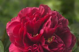 This variety belongs to the new generation of red peonies for