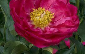 A very good variety, is one of the best red Peonies.