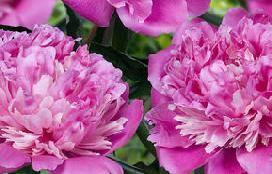 Paeonia Philomele (1861) Height: 95 cm - 38" Color: Pink This