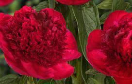 Paeonia Red Charm (1944) Height: 95 cm - 38" Flower type: Bomb Color: