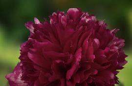 red Peony Red Grace is superlative of P. Red Charm, a huge flower.