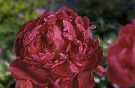 Paeonia Red Sarah Bernhardt (1970) Bloomtime: late Color: Red Strong
