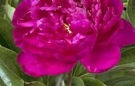Paeonia Riches and Fame (1974) Height: 70 cm - 28" Color: Red Fragrant flower.
