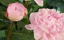 Paeonia Sarah Bernhardt (1906) - late Color: Pink Strong stem, and good