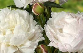 This peony was introduced over 100 years ago and was developed in France.
