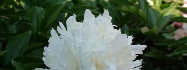 Belongs to the most reliable peonies for cutting with its large pure white