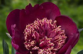 Paeonia Sword Dance (1933) Bloomtime: Very late Flower type: