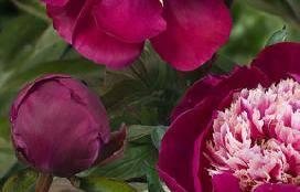 Paeonia White Cap (1956) Flower type: Anemone Color: Roze - red with