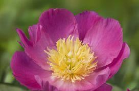 Anemone Color: Pink with yellow center Flowers are clear pink,