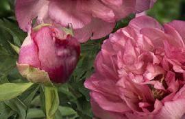 Gold Medal Winner Grand Champion Paeonia itoh Callie's Memory (1999) Height: 60 to 90 cm