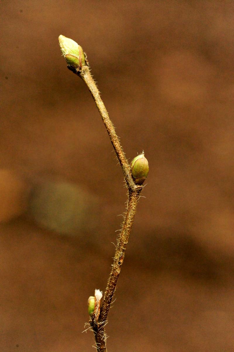 Western Hazel Corylus cornuta Birch Family (Betulaceae) General Description: A large shrub, sometimes seen as a small tree. Bark is gray-brown to light brown.