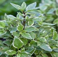 Herbs for North Florida Customer Information IMAGE NAME CARE & USE () Basil African Blue Ocimum x Kasar Tender upright perennial.