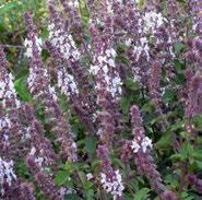 Harvest leaves regularly to encourage branching and prevent flowering. Attracts bees. 36 + + 24 Basil Greek Columnar Ocimum X citriodorum Lesbos Upright annual.