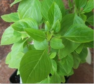 Harvest leaves at any time and harvest regularly to encourage branching and prevent flowering. 8-14 + 10-12 Basil Pesto Perpetuo Ocimum x Pesto Perpetuo Upright annual.
