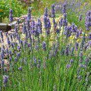 () Grosso Lavandula x intermedia Grosso Perennial. Needs full sun and loose, slightly alkaline, well draining soil. Space well for good air circulation. Avoid overwatering.