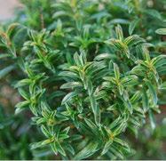 Can be used in tea, steeped in milk, to flavor ice cream and pudding, salad dressings, and marinades. High salt tolerance, some drought tolerance, excellent heathumidity tolerance. Frost tender.