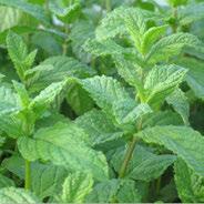 Keep in container to control spread, and cut out portions to transplant to another pot if it chokes itself out. Use in drinks, tea, mint jelly and marinades, and use the scented oil for salves.