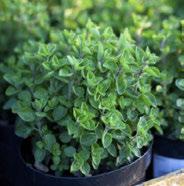 Use as a ground cover, or use the intense spicy flavor in Italian dishes. Cut tender tops just before flowering to promote a second harvest. Flavor best at that time too.