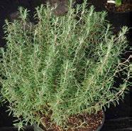 To harvest, cut stems from the bottom or leaves from the outside to promote new growth. Can live as a houseplant in bright window. 18 + 12 Patchouli Pogostemon patchouli Perennial.