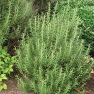 () Upright Upright to semi-prostrate evergreen perennial. Easy and tough. Pink flowers bloom almost continuously late spring to fall.