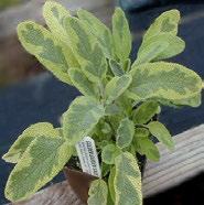 Use in stuffing, meat dishes and can be fried as an edible garnish. Tolerates heat but is considered a cool weather herb too.
