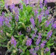 24 + 18 Sage Golden Salvia Icterina Round, mounding evergreen perennial, Chartreuse leaves with gold margins and spikes of lilac blue flowers. Quite showy.