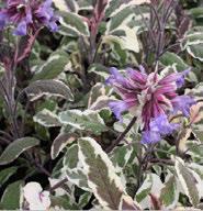 18 + 18 Sage Purple Salvia Purpurea Round, mounding evergreen perennial. Leaves tinged with purple. Requires well draining, slightly moist soil and full sun.