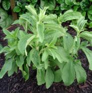 Tolerates heat but is considered a cool weather herb too. 24 + 18 Sage Tricolor Salvia Tricolor Round, mounding evergreen perennial. White, purple and green variegated leaves.