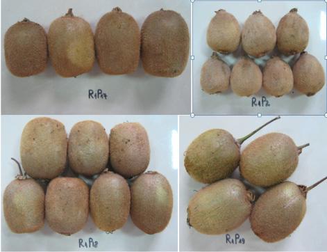 Influence of cold storage on fruit quality of some kiwifruit genotypes organically produced size and quality on postharvest storage life.