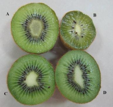Kiwifruit samples Within the Experimental Field of the Horticulture Faculty, University of Agronomic Sciences and Veterinary Medicine, Bucharest, three Actinidia deliciosa hybrid selections (R1P17,