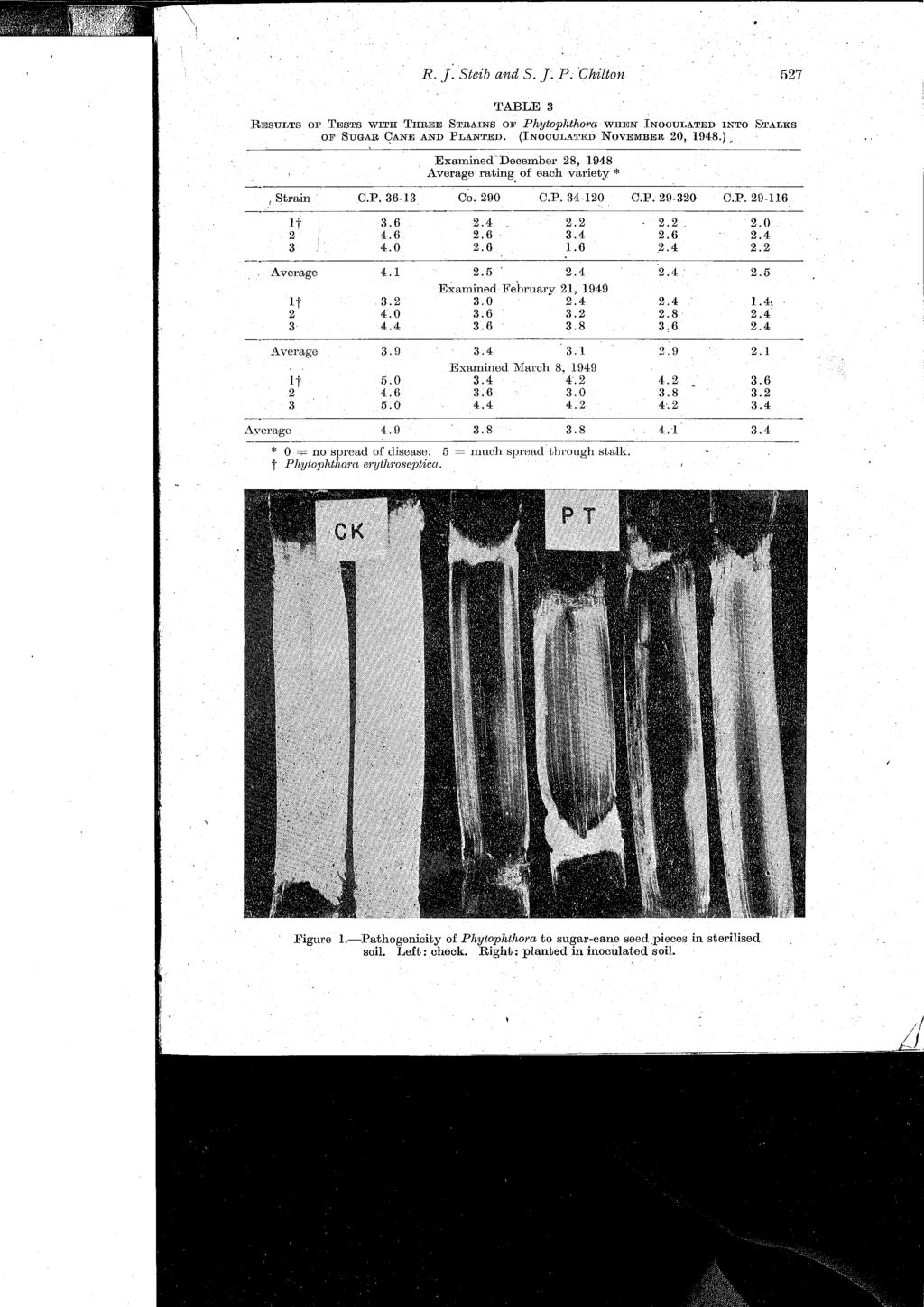 R. f Steib and S. P. Chilton 527 TABLE 3 RESULTS OF TESTS WTH THREE STRANS OF Phsftophthora. WHEN NOCULATED NTO STALKS OF SUGAR qane AND PLANTED. (NOCULATED NOVEMBER 20, 1948.