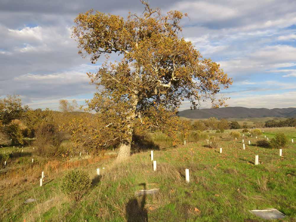 Across multiple projects: 60 + Phytophthora species Multiple undescribed