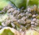 Infestation causes distorted foliage and contamination of produce by aphids, wax, cast skins and honeydew.
