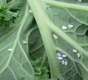 Cabbage whitefly Aleyrodes proletella Contaminant scales from immature stages,