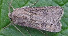 Adults emerge from May onwards and, after mating, lay eggs on host plant leaves and roots. Larvae c.