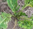 Brassicas, but any crop may be at risk if growth is checked.