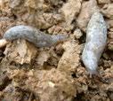 Slugs Deroceras, Arion and other spp.