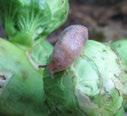 Grey field slug is active at close to freezing.