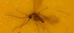 Swede midge Contarinia nasturtii Sporadic pest in the UK. Attacks Brassicas causing loss of quality and yield.