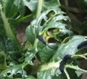 Turnip sawfly Athalia rosae Sporadic, minor pest, but increasingly important.