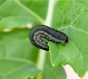 greatest risk. Larvae have the potential to cause significant economic damage.
