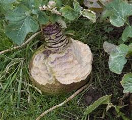 Mammal damage Deer and rabbits are common pests of Brassicas.