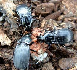 Beetles Ground Carabidae 20 30 species are important for biocontrol; 5 10 are abundant on farmland.