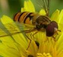 Adults are highly mobile and feed upon pollen and nectar of simple open flowers,